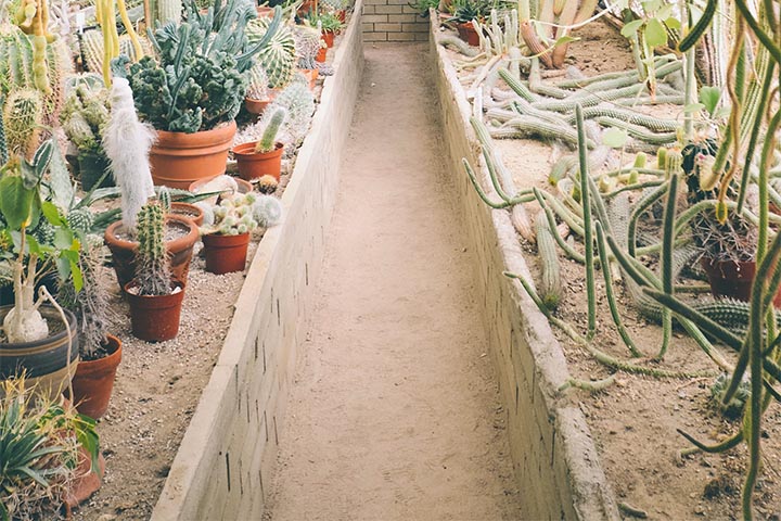 Mediterranean garden plants